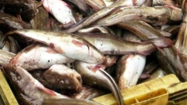 Lebensmittelsicherheitsbehörde untersucht Fall von Lebensmittelvergiftung durch Verzehr von Kugelfisch in Ca Mau