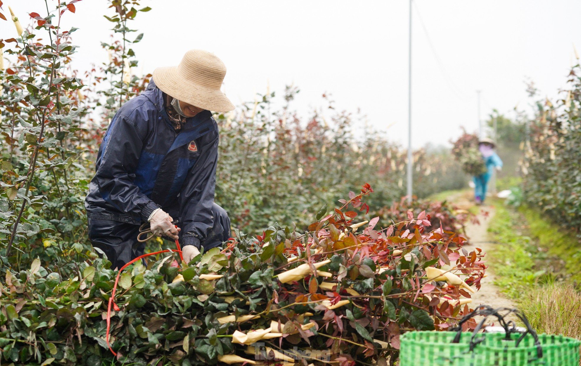 Hanoi's largest flower farm is busy harvesting flowers before March 8, photo 6