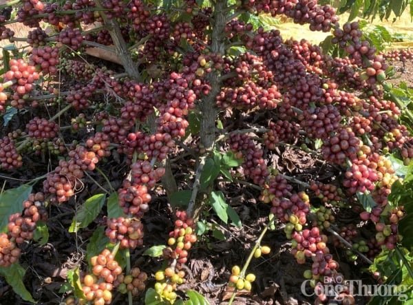 Coffee prices today March 5, 2025 continue to increase