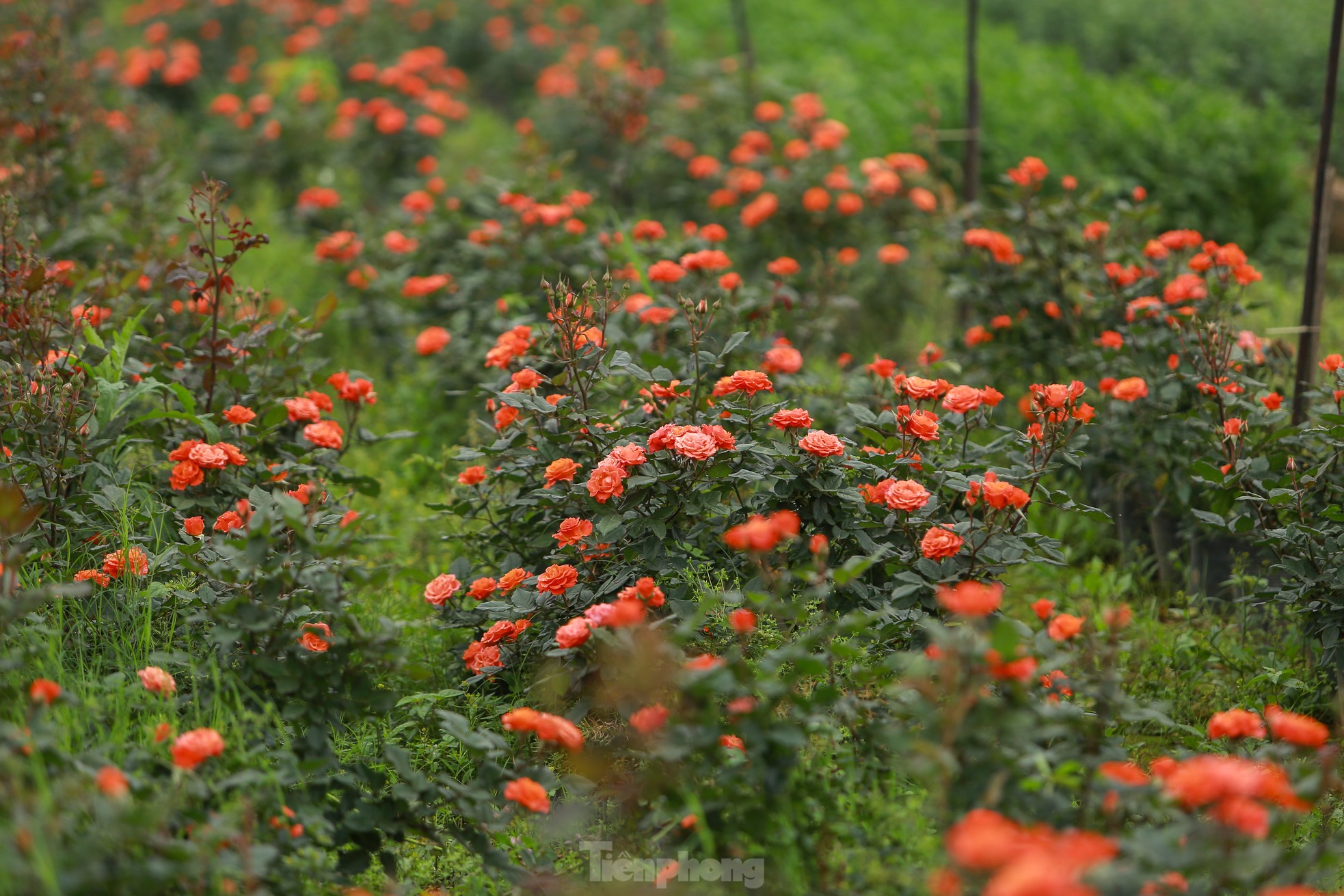 Hanoi's largest flower farm is busy harvesting flowers before March 8, photo 14