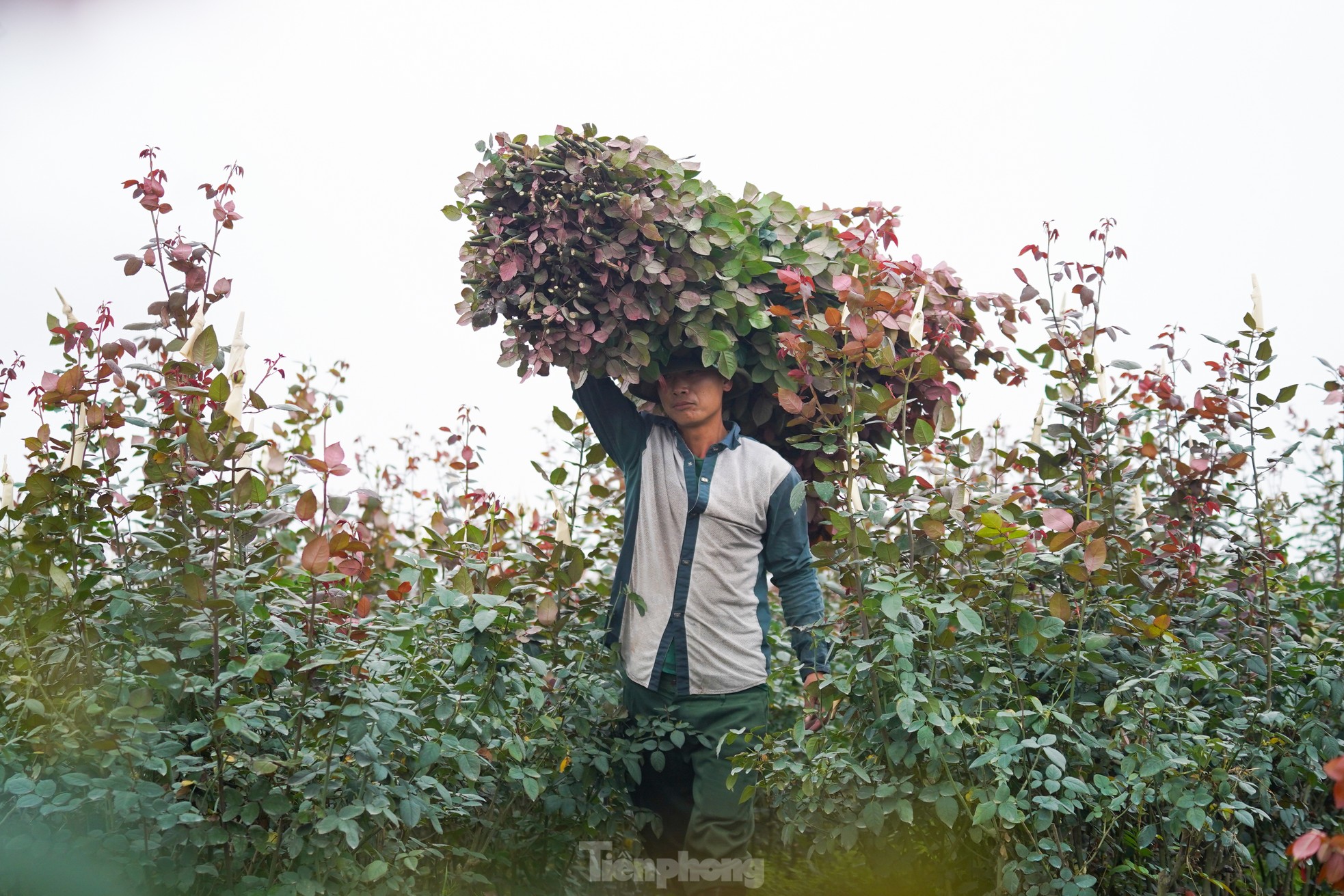 Hanoi's largest flower farm is busy harvesting flowers before March 8, photo 10