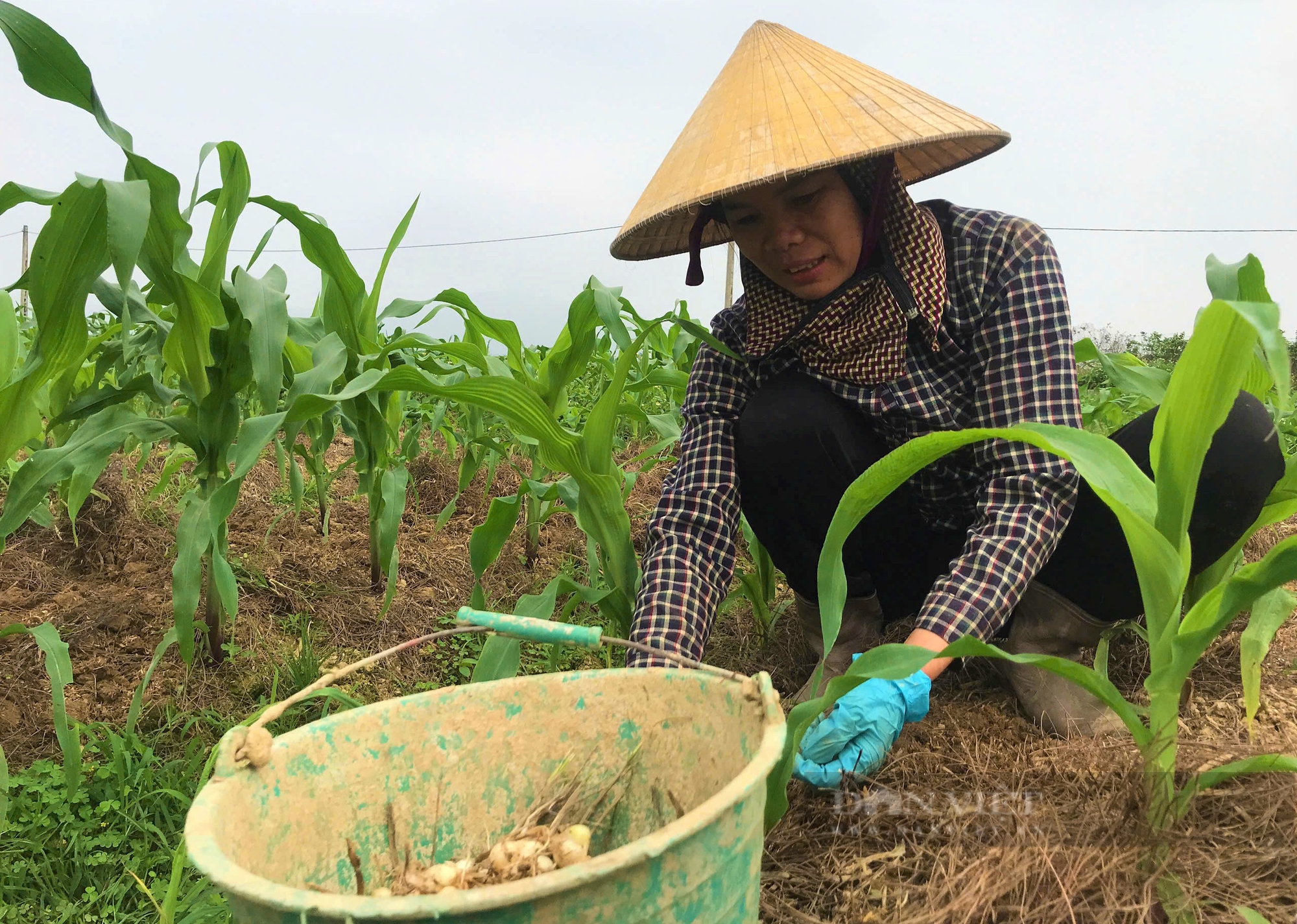 Loại củ thơm lừng, nấu gì cũng ngon đang 