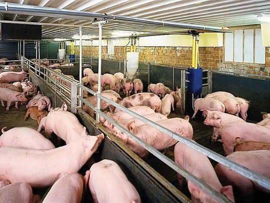 Schweinepreis am 5. März 2025: Bald 82.000 VND/kg?