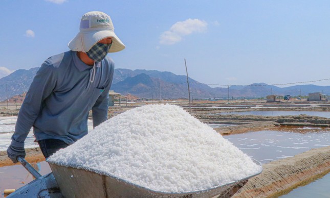 Les paludiers s'affairent dans les marais salants centenaires de Ninh Thuan photo 4