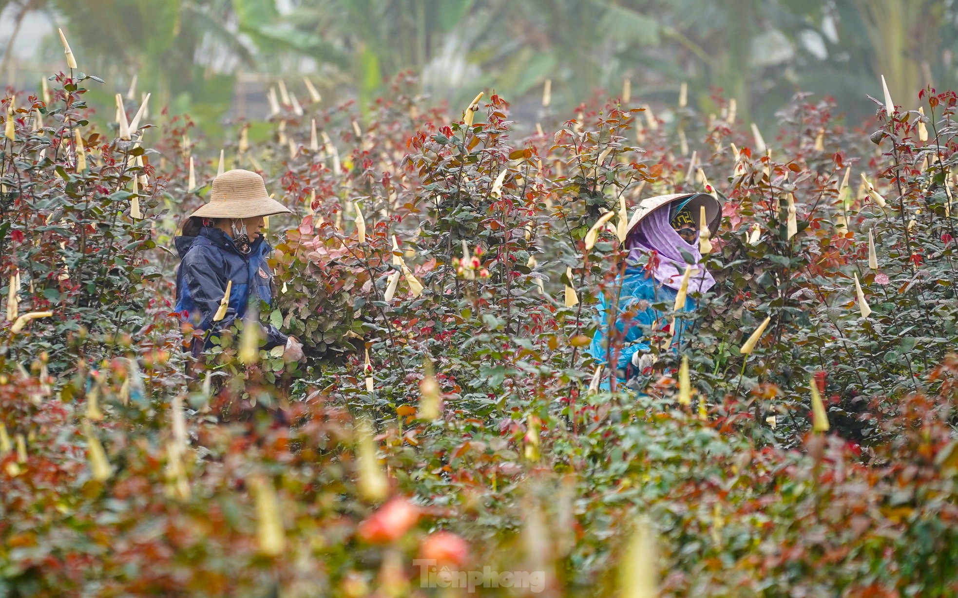 Hanoi's largest flower farm is busy harvesting flowers before March 8, photo 16
