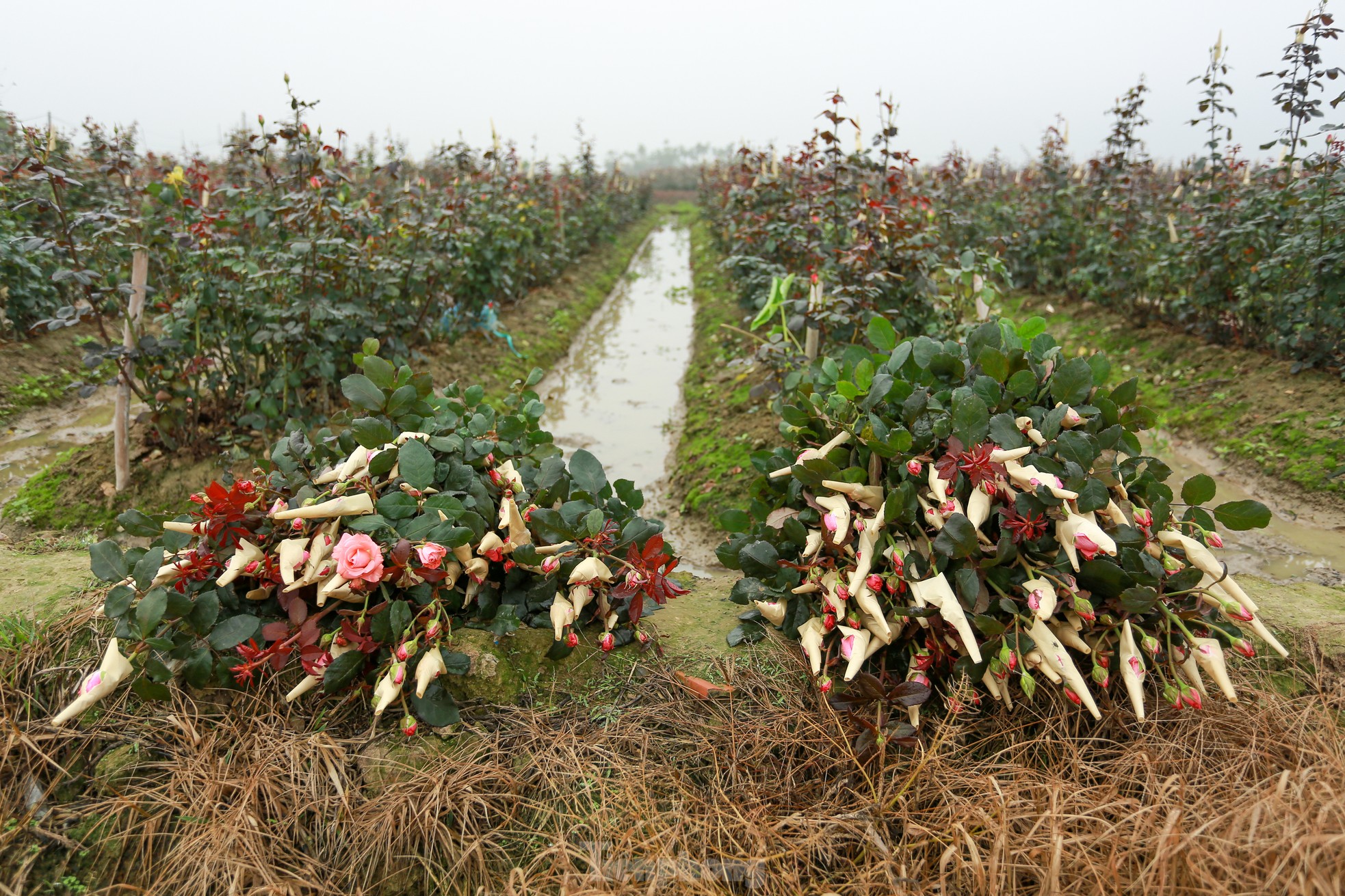 Hanoi's largest flower farm is busy harvesting flowers before March 8, photo 7