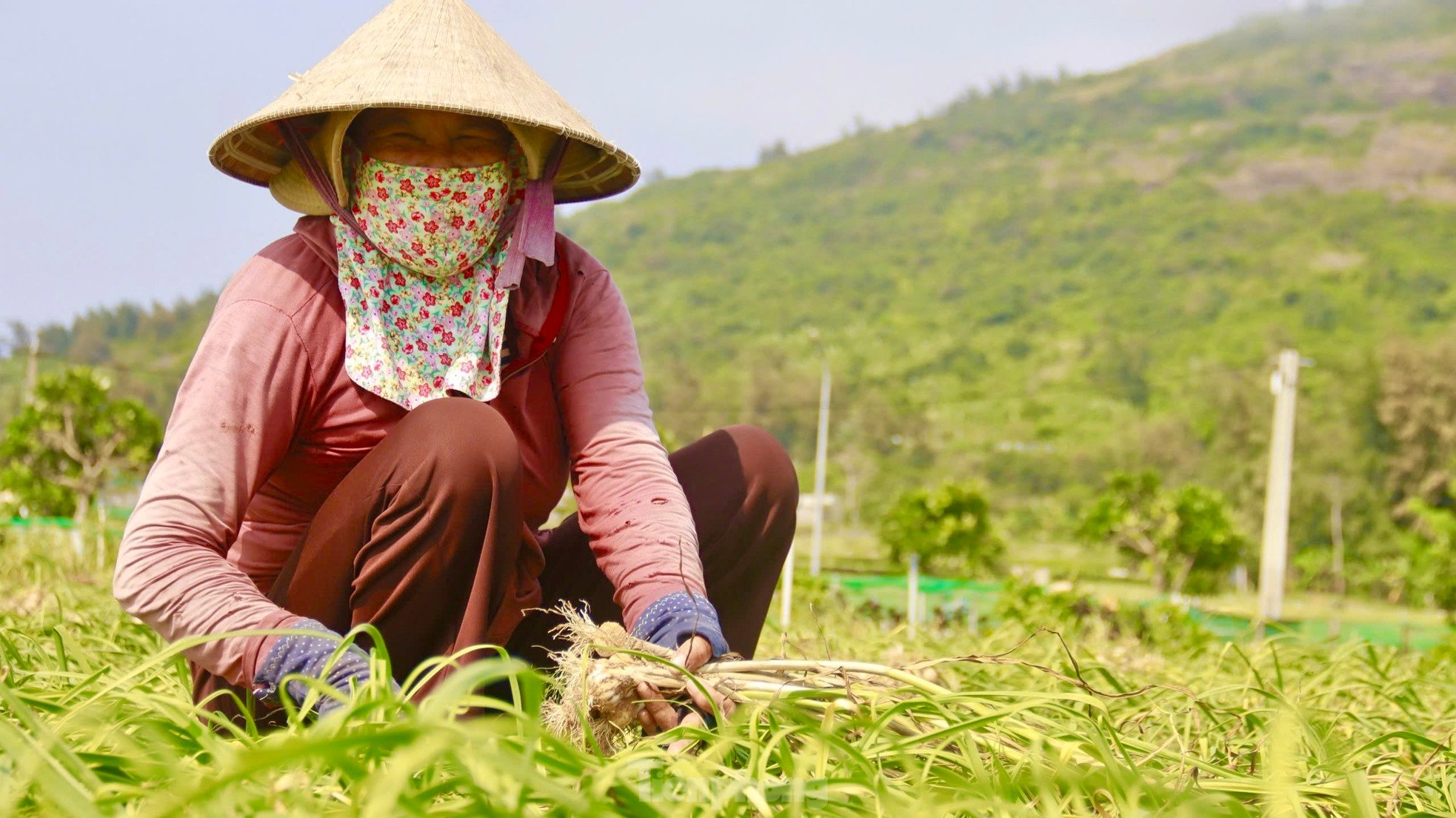 Tỏi Lý Sơn được mùa, nông dân chưa kịp vui đã méo mặt ảnh 7