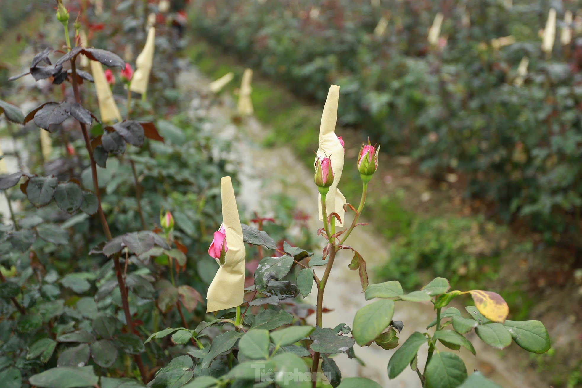 Hanoi's largest flower farm is busy harvesting flowers before March 8, photo 2