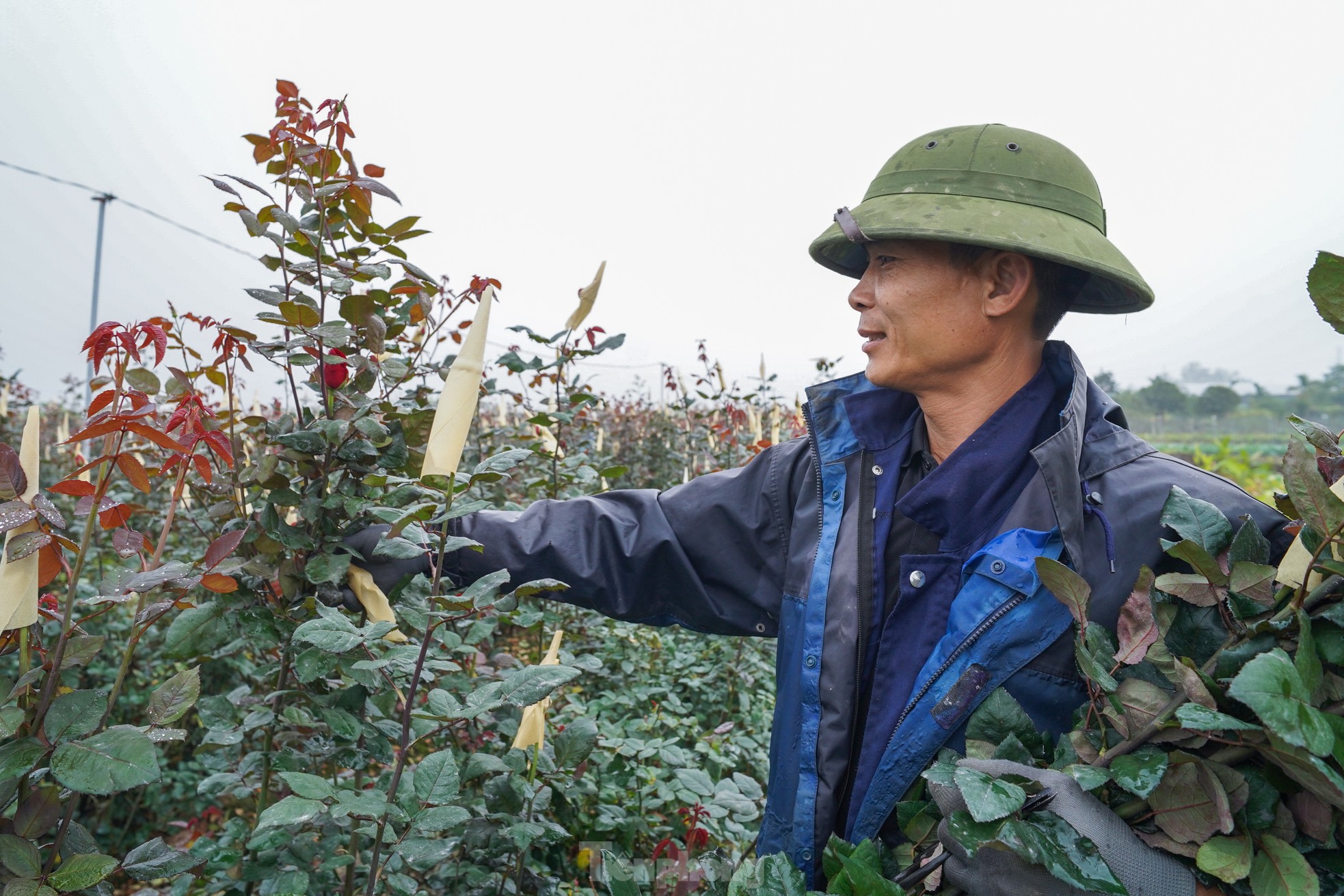 Hanoi's largest flower farm is busy harvesting flowers before March 8, photo 9