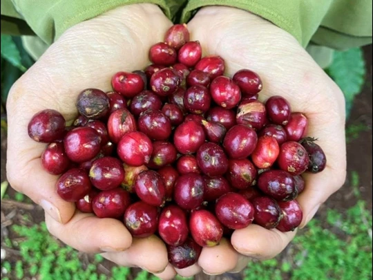 Prix ​​des produits agricoles au 5 mars 2025 : Le café flambe, le poivre continue sa hausse