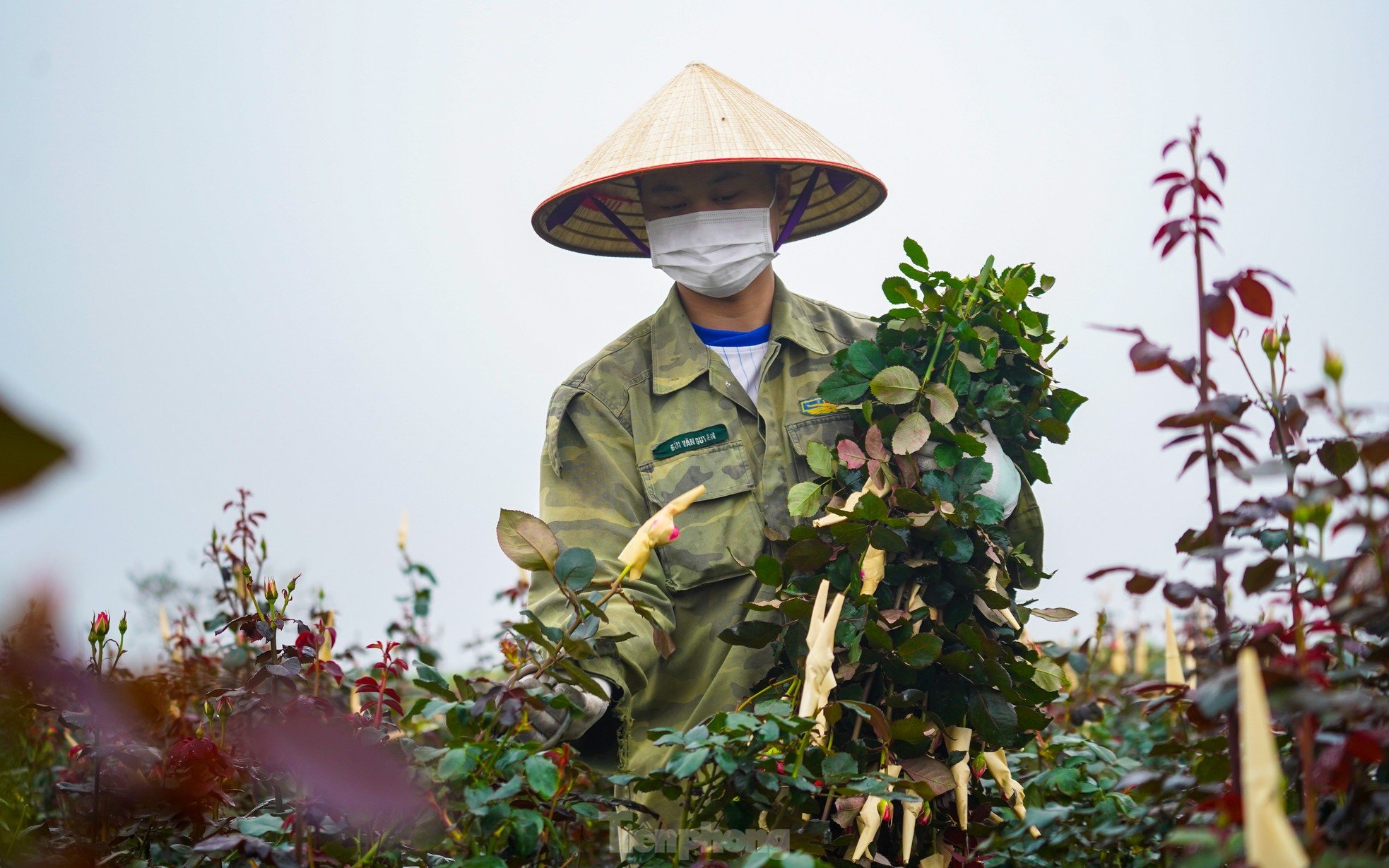 Hanoi's largest flower farm is busy harvesting flowers before March 8, photo 4