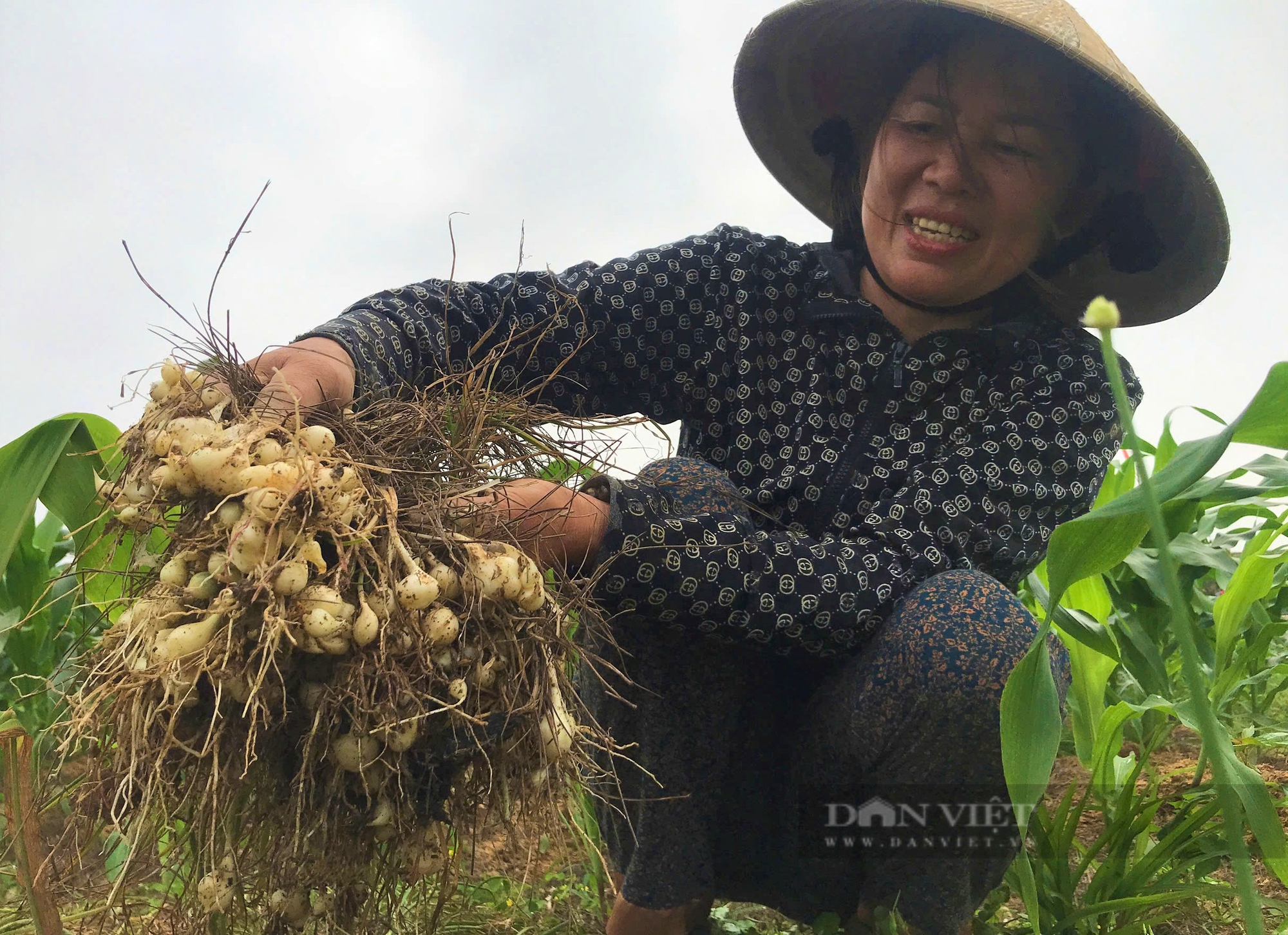 Loại củ thơm lừng, nấu gì cũng ngon đang 