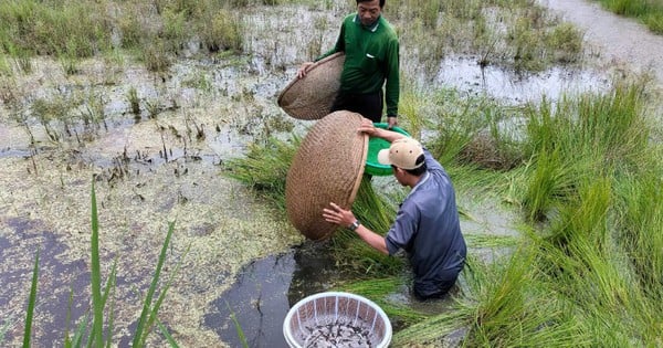 この水浸しの土地には数え切れないほどの産物があります。畑には美味しい魚がたくさんあり、運河の岸にはとげのあるカボチャの芽が生えています。