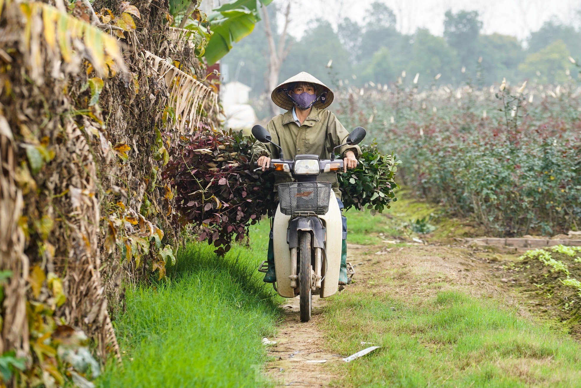 Hanoi's largest flower farm is busy harvesting flowers before March 8, photo 12