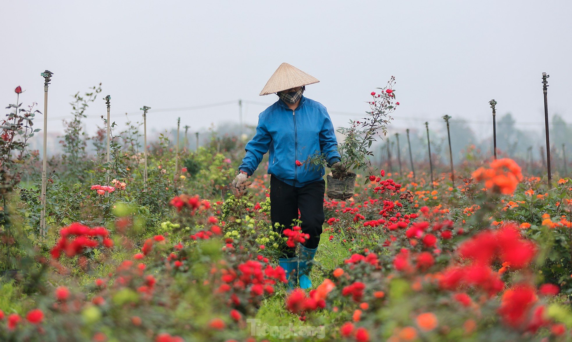 Hanoi's largest flower farm is busy harvesting flowers before March 8, photo 13