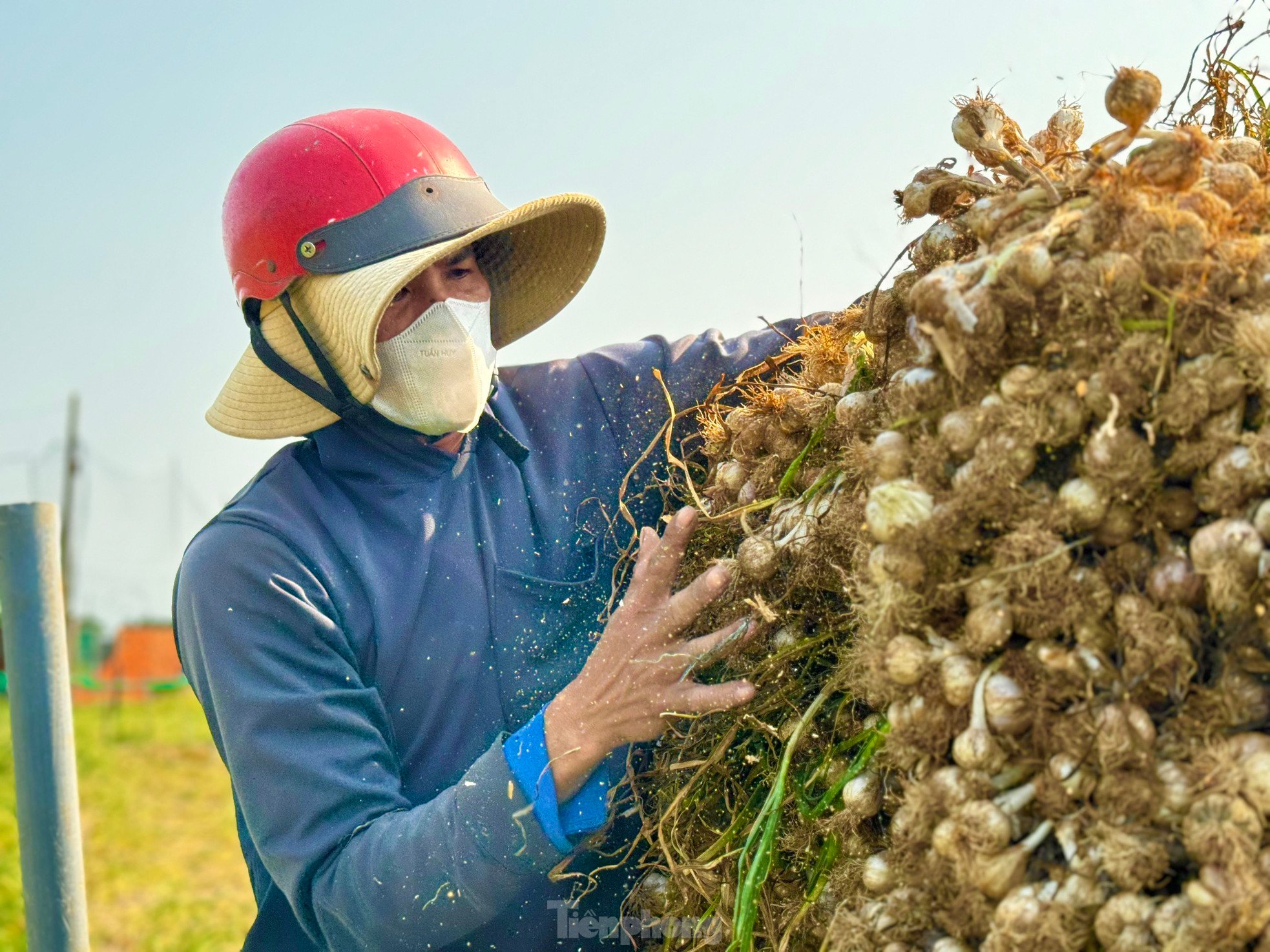 Tỏi Lý Sơn được mùa, nông dân chưa kịp vui đã méo mặt ảnh 32