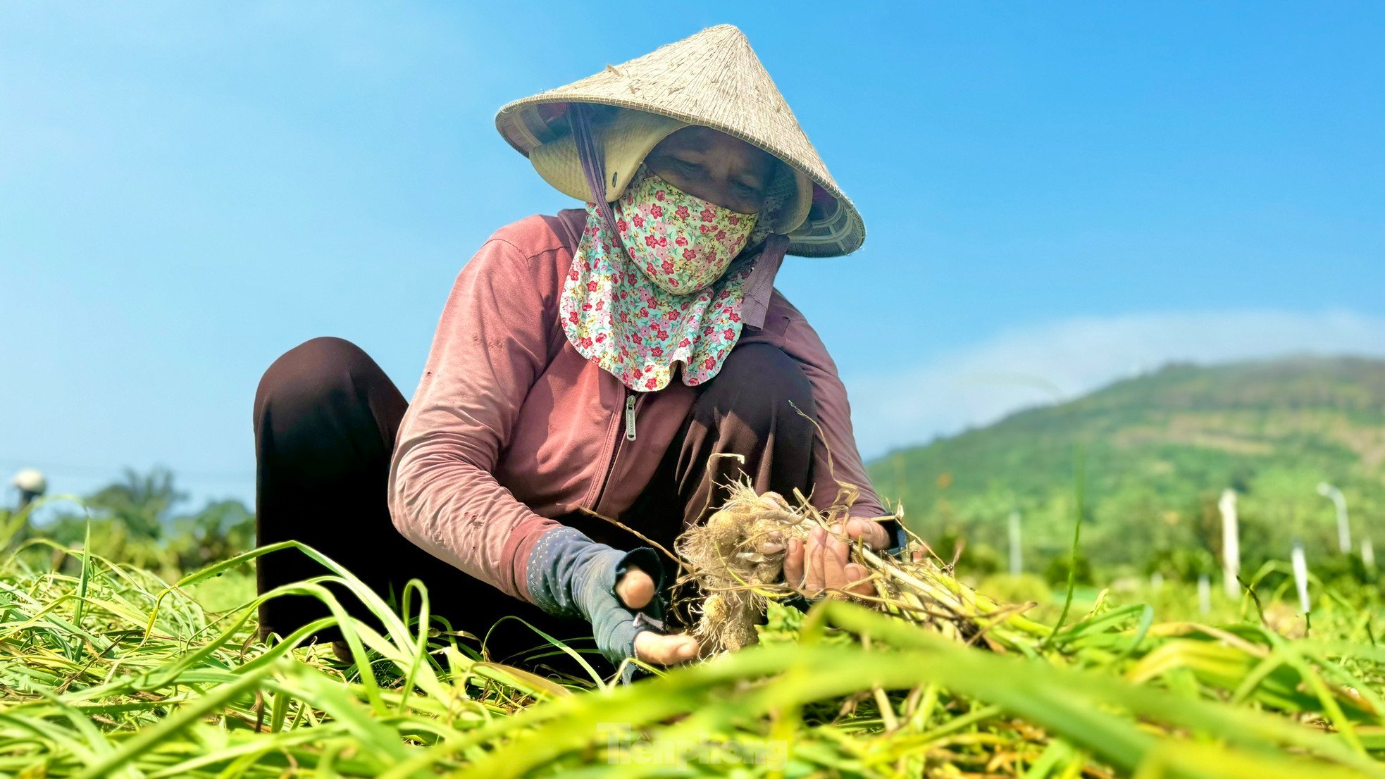 Tỏi Lý Sơn được mùa, nông dân chưa kịp vui đã méo mặt ảnh 6