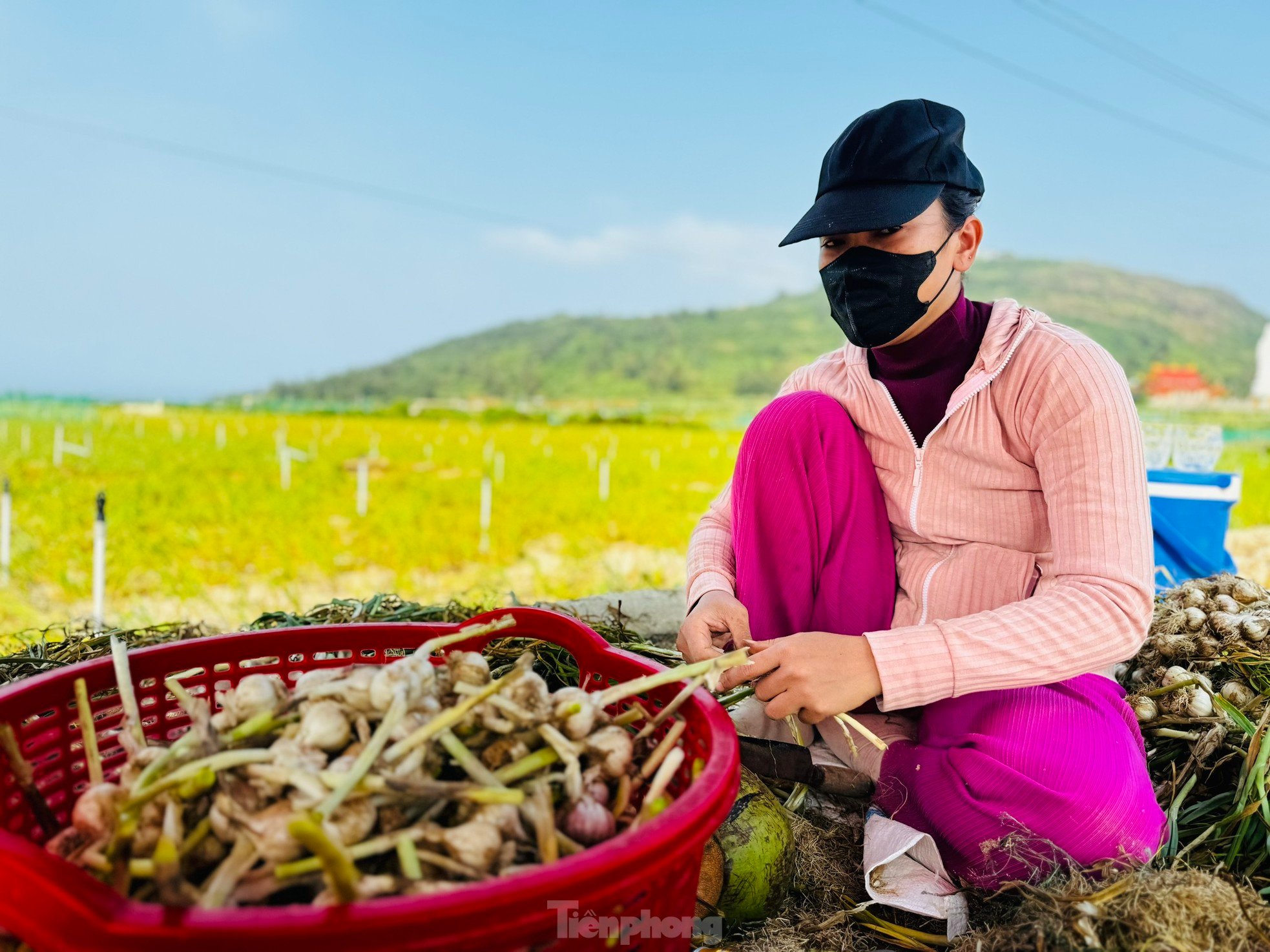 Tỏi Lý Sơn được mùa, nông dân chưa kịp vui đã méo mặt ảnh 22