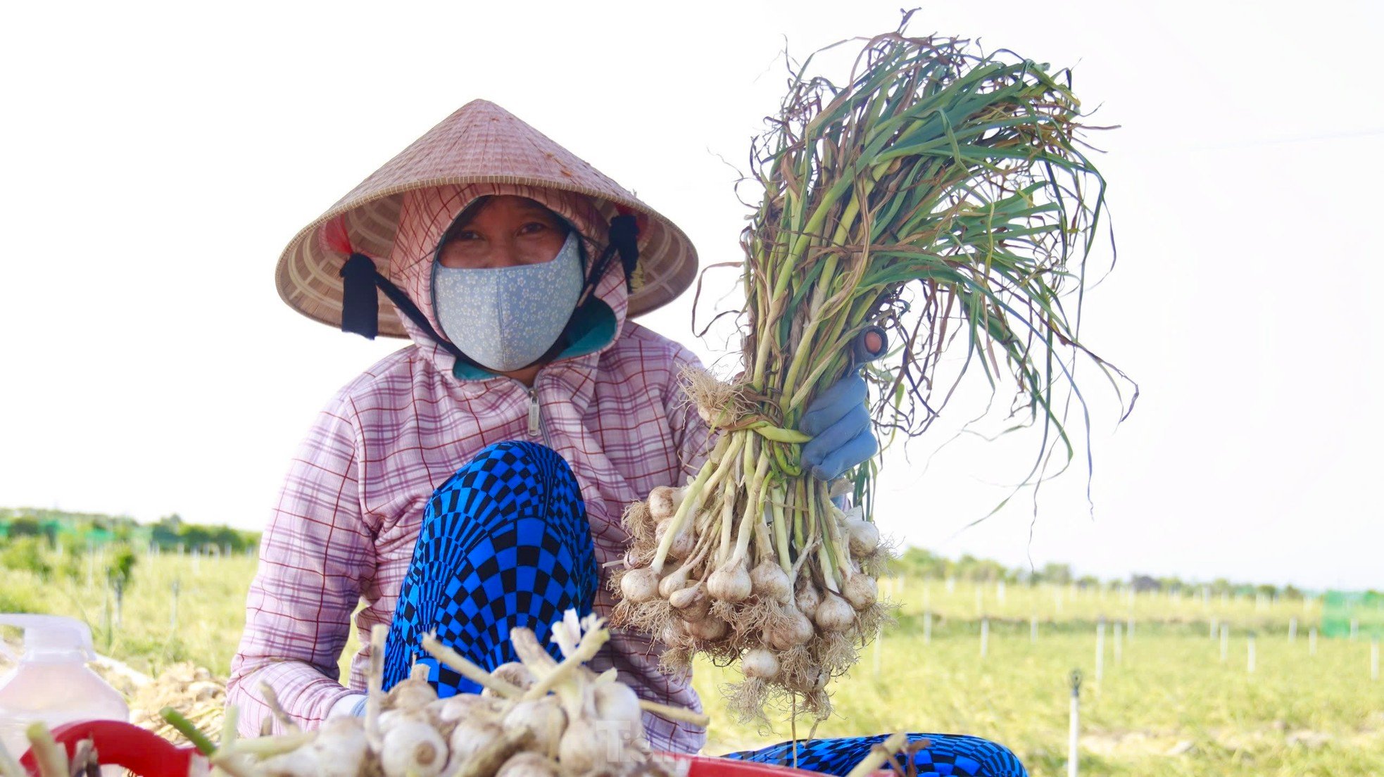 Tỏi Lý Sơn được mùa, nông dân chưa kịp vui đã méo mặt ảnh 21