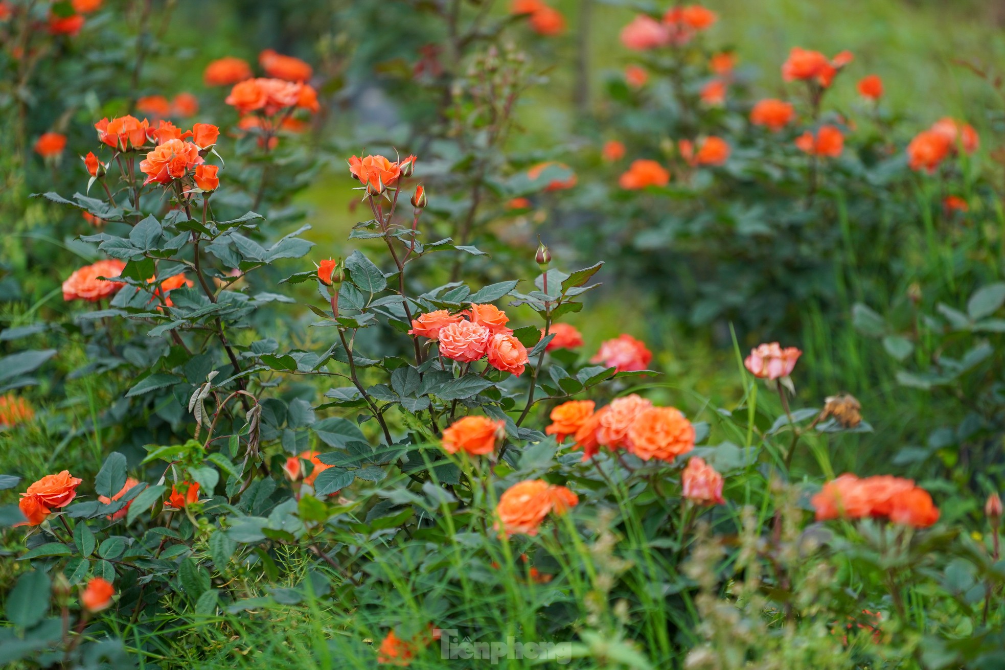 Hanoi's largest flower farm is busy harvesting flowers before March 8, photo 15