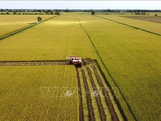 Le Premier ministre ordonne la mise en œuvre urgente de solutions pour assurer l'équilibre entre l'offre et la demande de riz