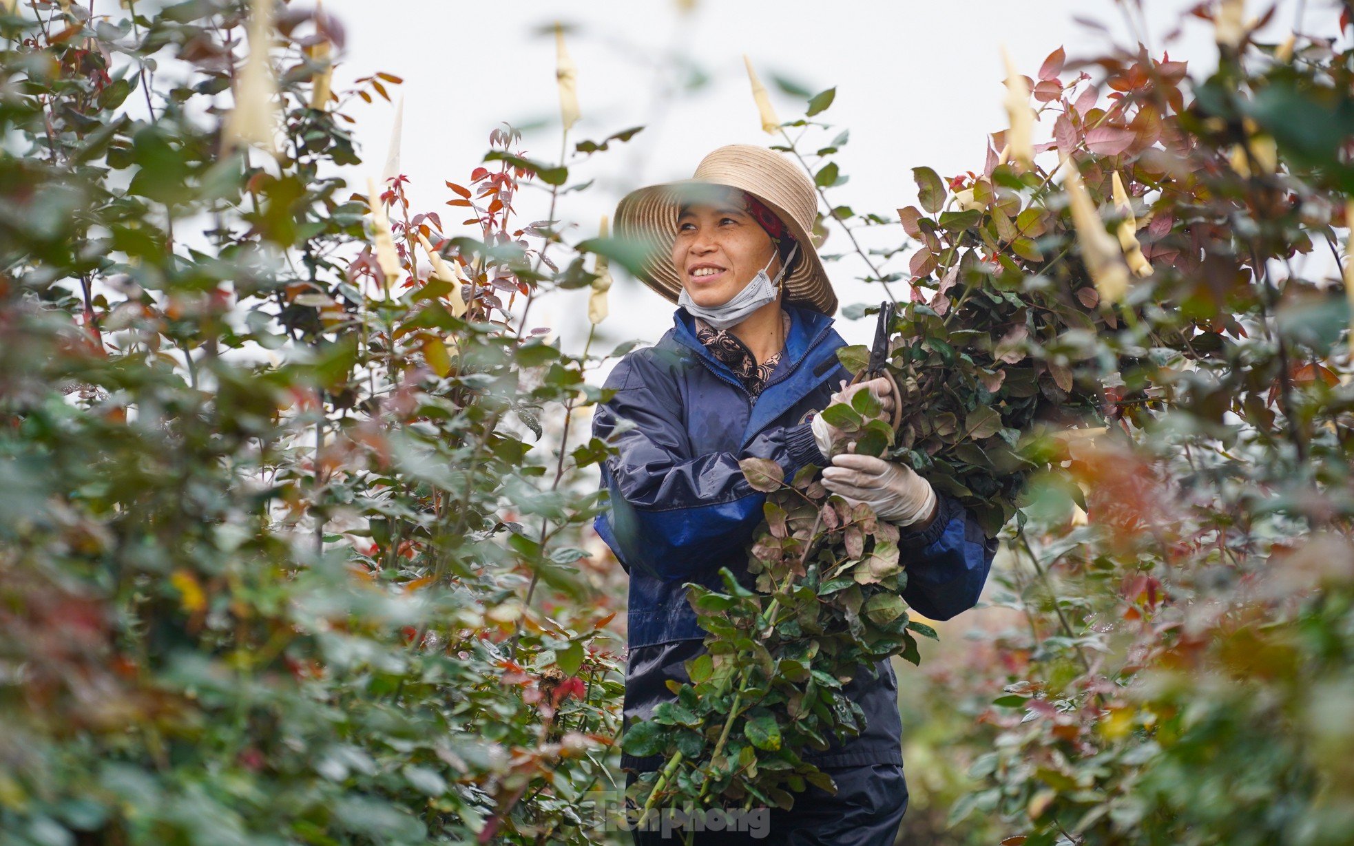 Hanoi's largest flower farm is busy harvesting flowers before March 8, photo 5