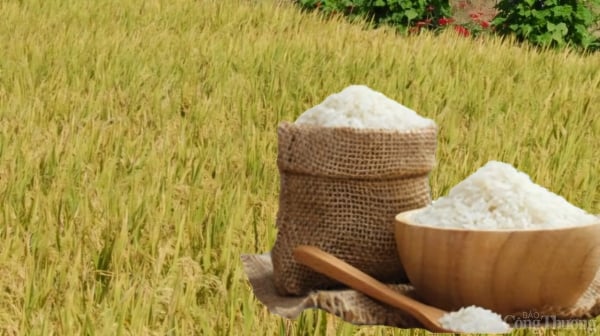 Enero de 2025, las exportaciones de arroz a Camboya aumentaron un 100%