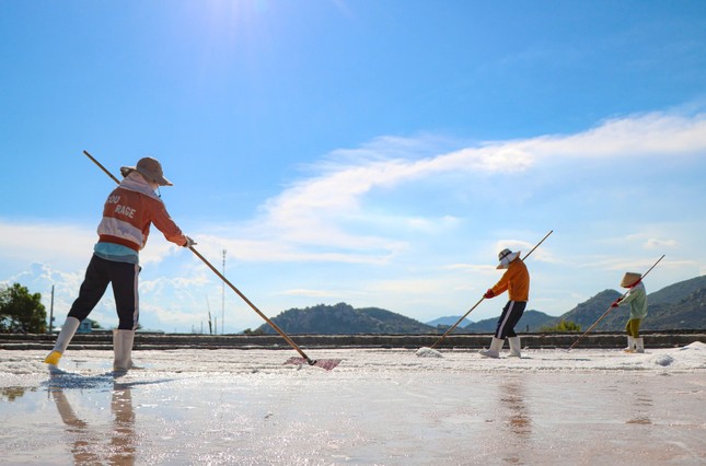 Les paludiers s'affairent dans les marais salants centenaires de Ninh Thuan photo 2