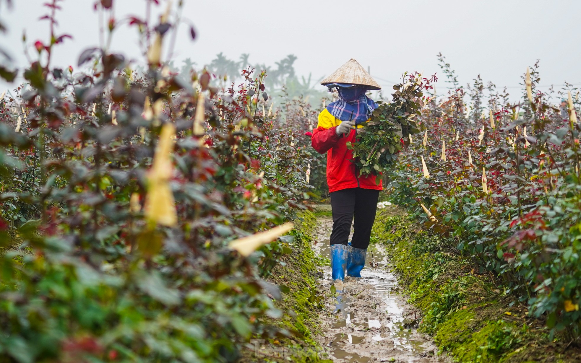 Hanoi's largest flower farm is busy harvesting flowers before March 8, photo 3