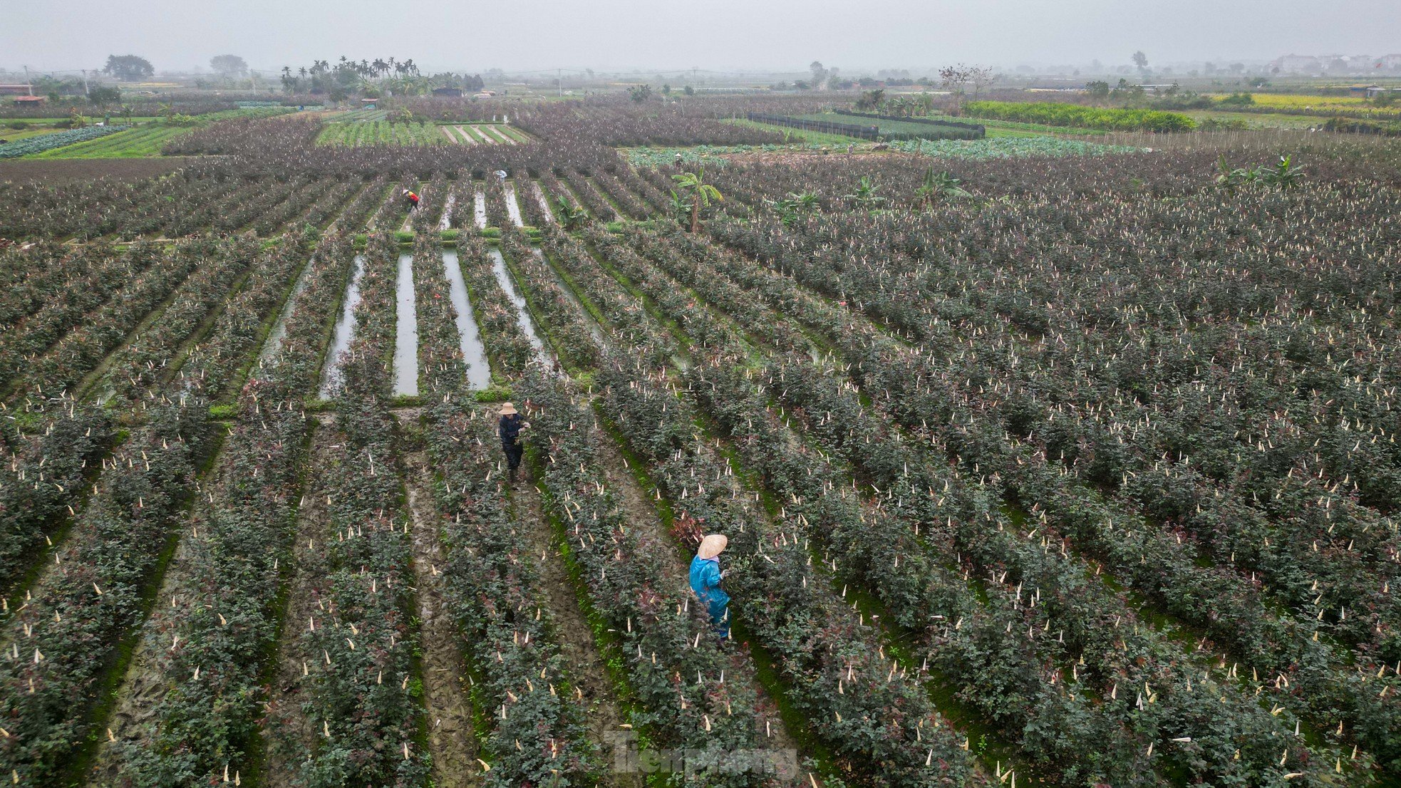 Hanoi's largest flower farm is busy harvesting flowers before March 8, photo 1
