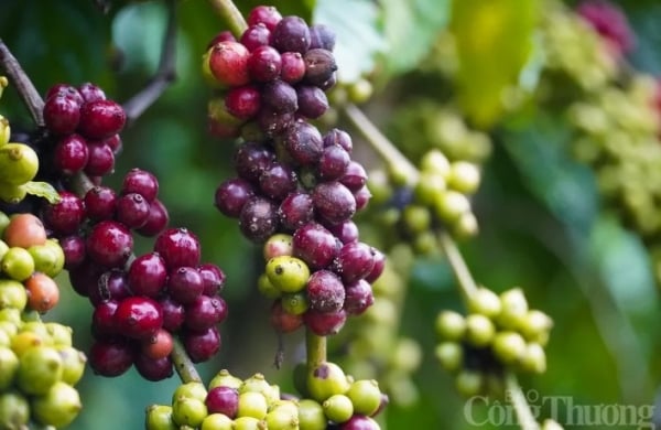 Les entreprises IDE représentent 28 % du chiffre d’affaires des exportations de café vert.