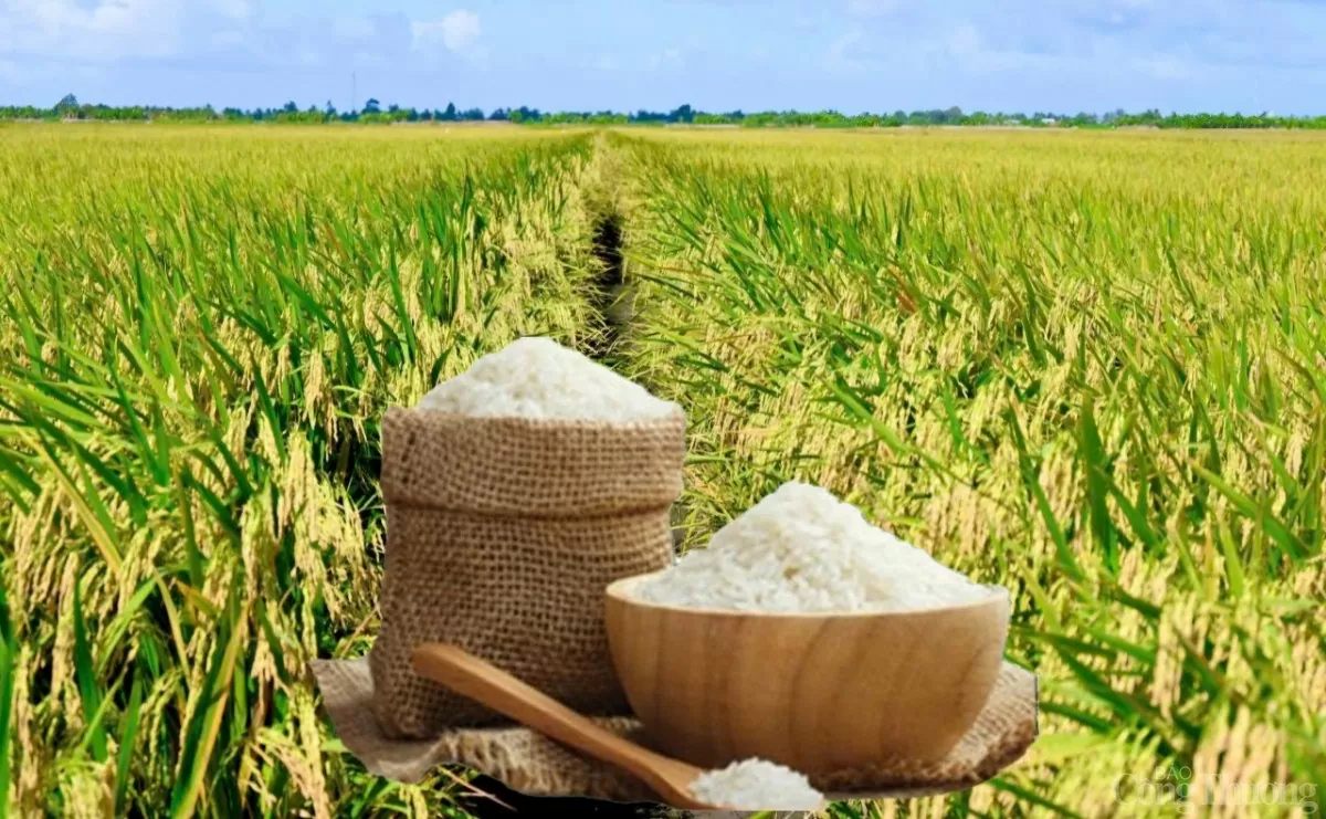 Rice price today March 5: Rice price reverses and increases sharply