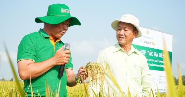 Reducing the amount of seeds and fertilizers, spraying pesticides 10 times reduced to 5, rice farmers in Dong Thap make big profits