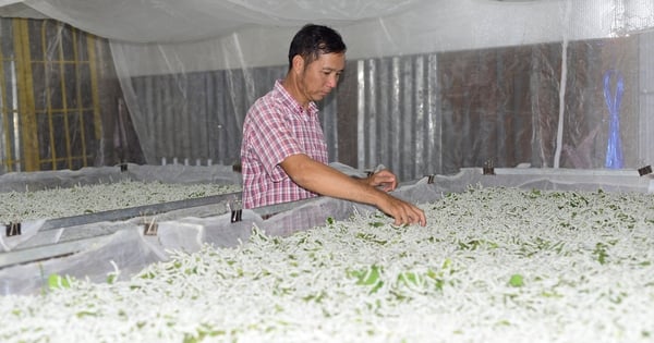 Why is silkworm farming a good income generating profession, and why are families that raise a lot of them rich in Lam Dong?