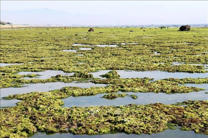 [Photo] The beauty of seaweed fields in Ninh Thuan photo 3