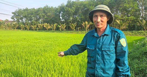 A farmer in Quang Binh shares his experience of fertilizing rice fields with chicken manure to prevent rats from coming to destroy them.