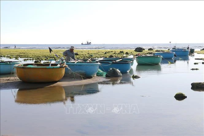 [Photo] The beauty of seaweed fields in Ninh Thuan photo 7