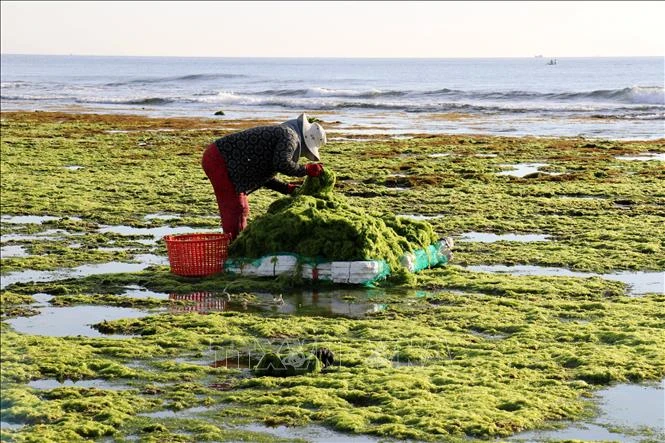 [Photo] The beauty of seaweed fields in Ninh Thuan photo 6