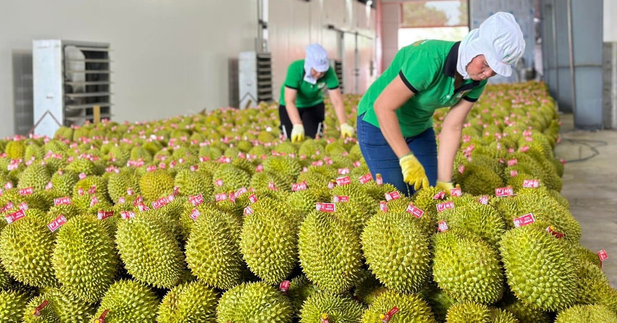 Le durian soumis à une inspection stricte, les exportations de fruits et légumes vers la Chine en baisse de près de moitié