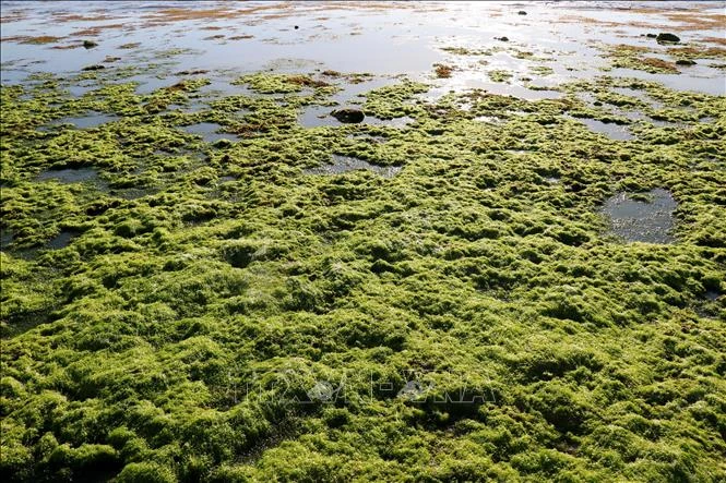 [Photo] The beauty of seaweed fields in Ninh Thuan photo 2