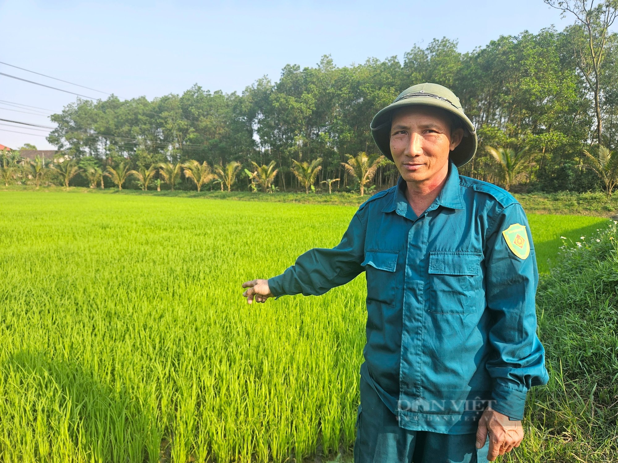 Ông nông dân ở Quảng Bình chia sẻ kinh nghiệm bón phân gà trên ruộng lúa để chuột không tới phá hoại - Ảnh 1.