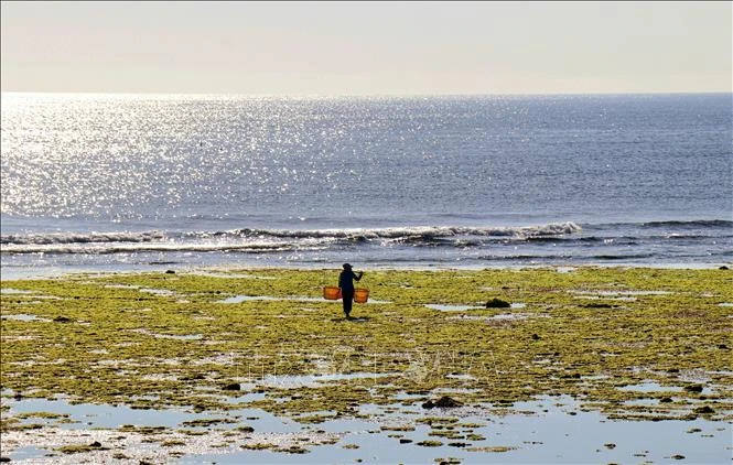 [Photo] The beauty of seaweed fields in Ninh Thuan photo 5