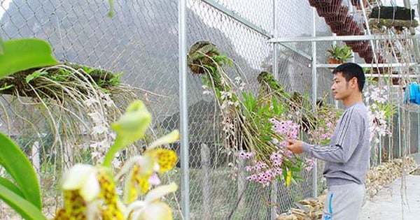 Orquídeas silvestres y flores nobles florecen como arroyos, miles de personas quedan fascinadas en el pueblo de Son La.