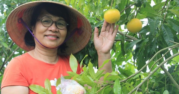 Bringing star apples to the mountains to grow, Khanh Hoa woman harvested beautiful, delicious fruits, recognized as 3-star OCOP