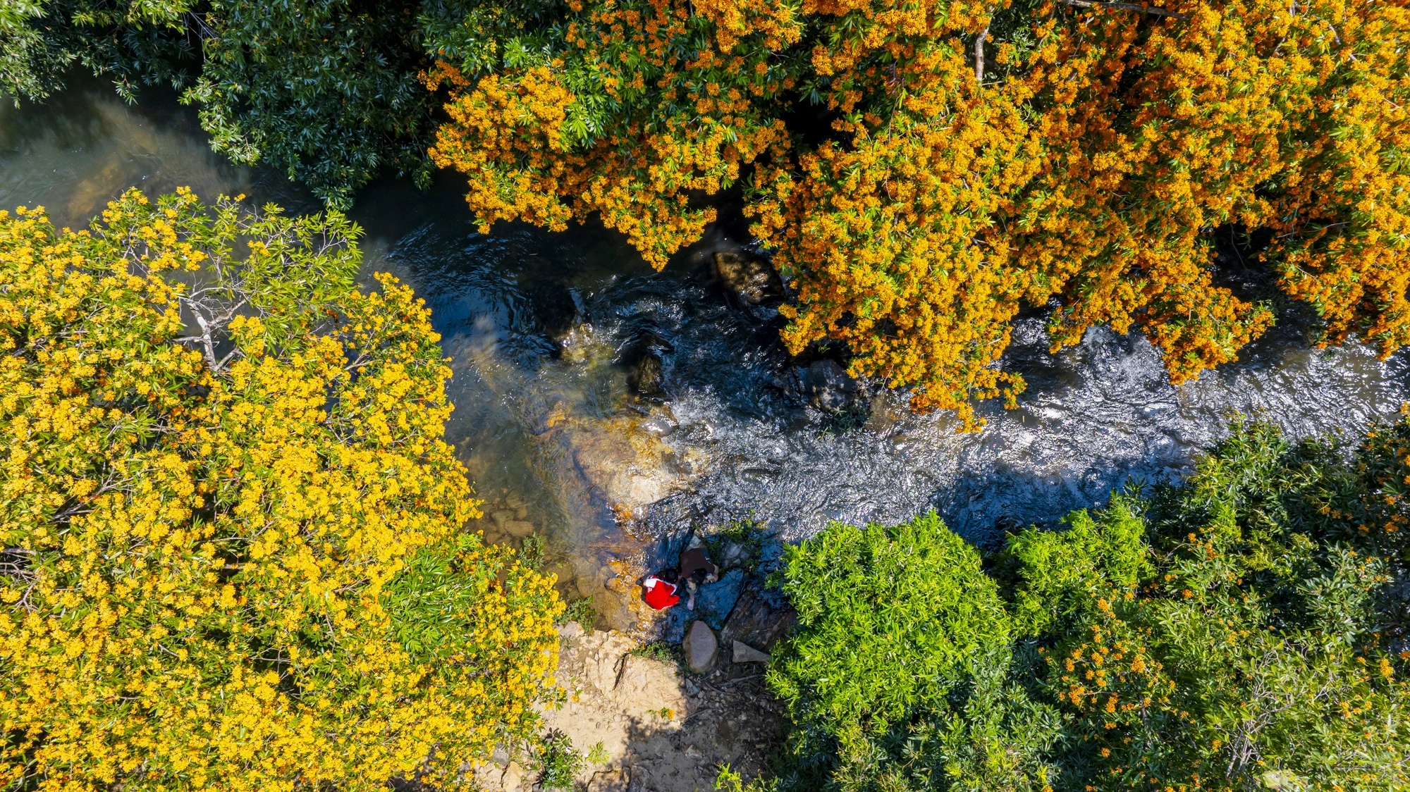 Der blühende Wald im Hochland von Binh Dinh ist so schön wie ein „Paradies“