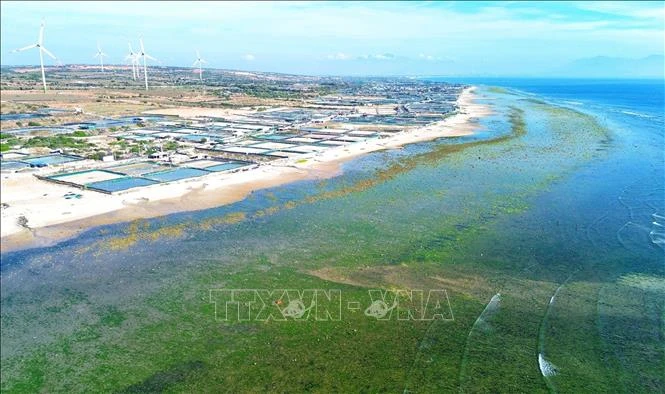 [Photo] The beauty of seaweed fields in Ninh Thuan photo 1