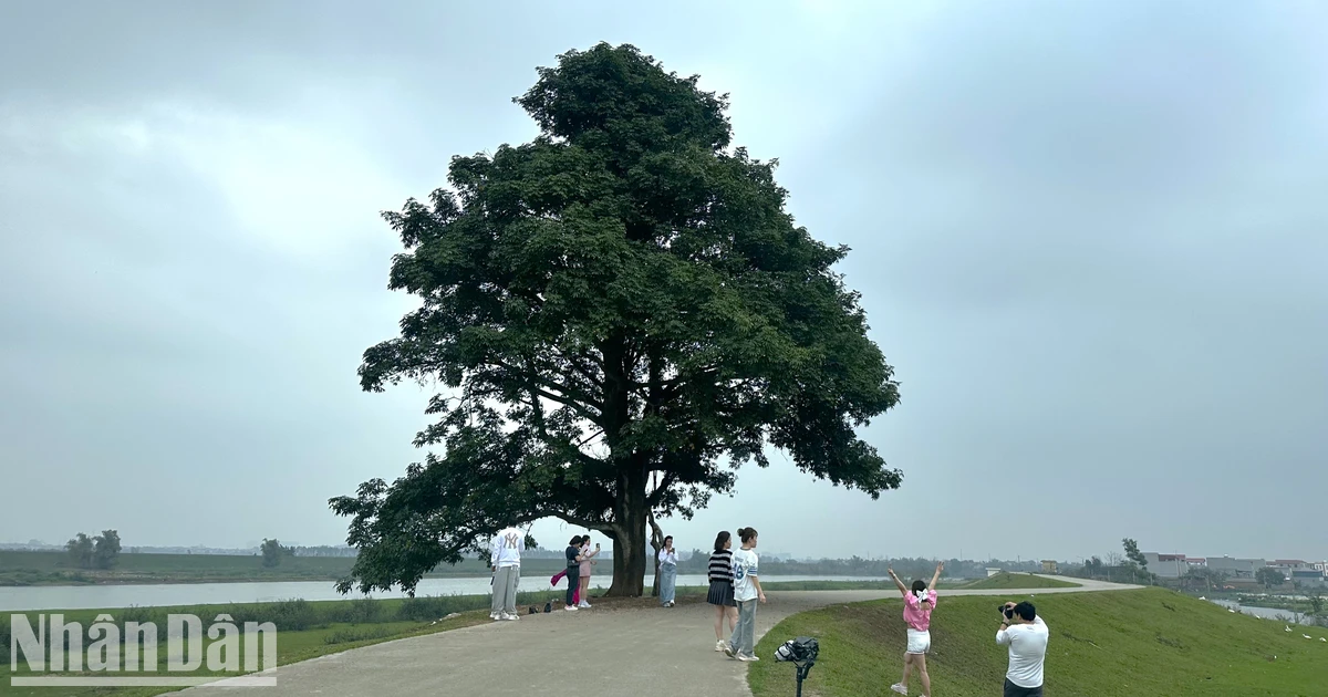 [Photo] แวะชม Lonely Tree ที่ “North Bling”