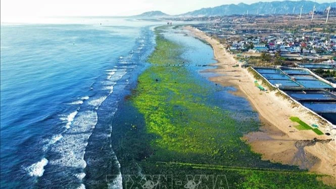 [Photo] The beauty of seaweed fields in Ninh Thuan