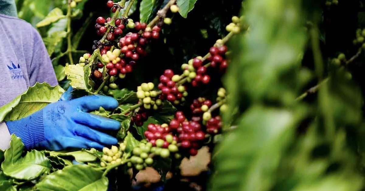 Arabica coffee prices are increasing, domestic coffee is highest at 135,200 VND/kg