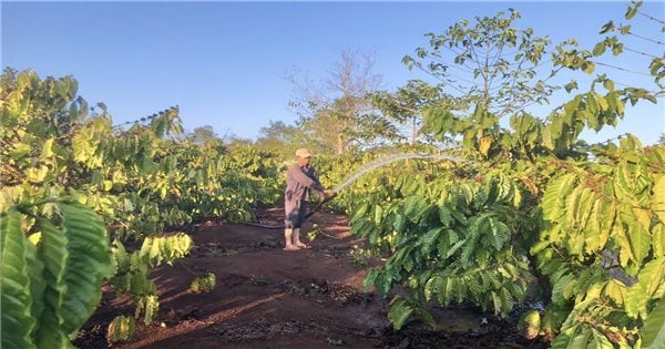 The Central Highlands struggles to overcome the dry season: Worrying about keeping water for crops (Part 1)